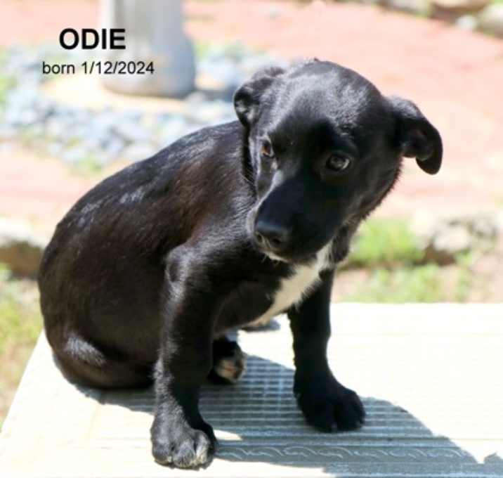 Photo of Odie-9041