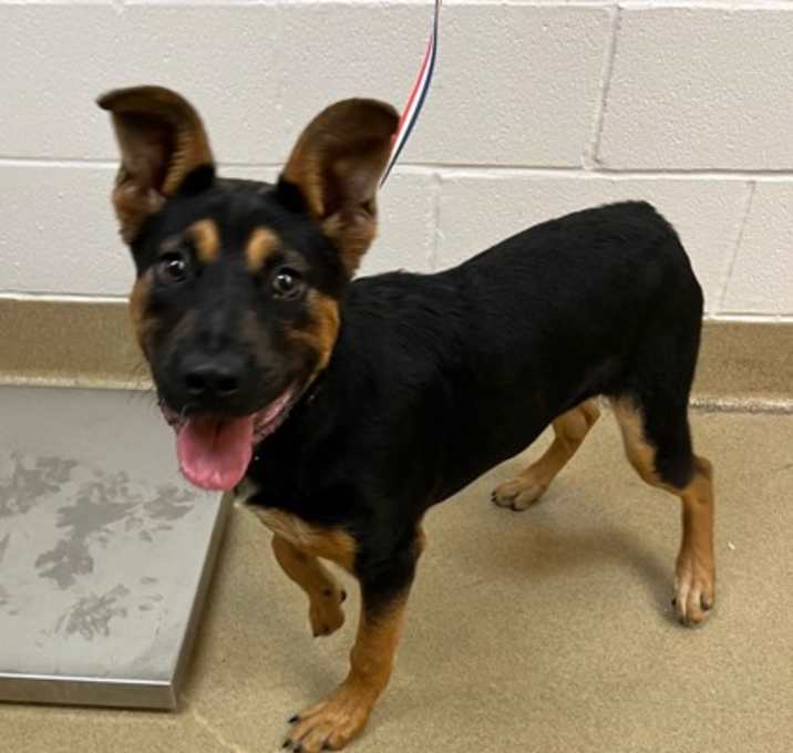 Photo of Paws Malone