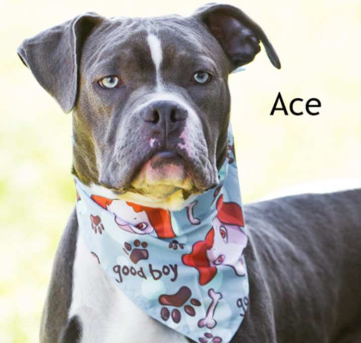 Photo of Ace