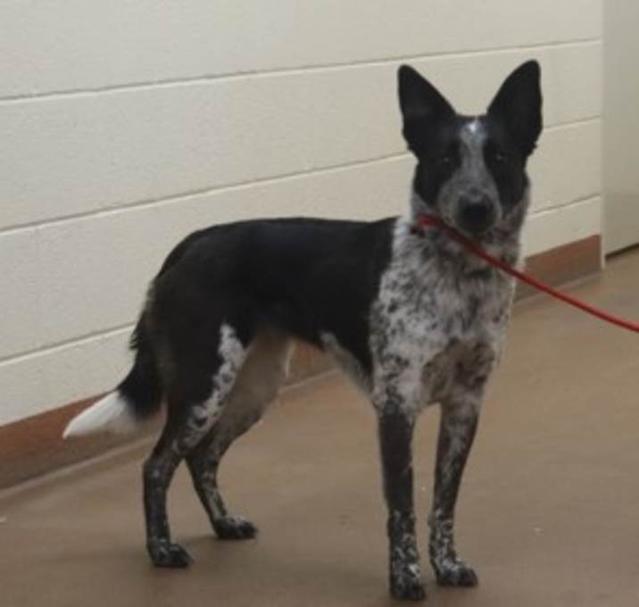 Photo of 84958 Riley