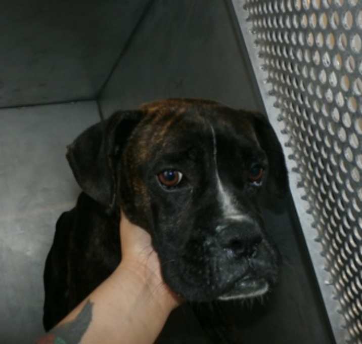 Photo of Freddie- Rescue Only