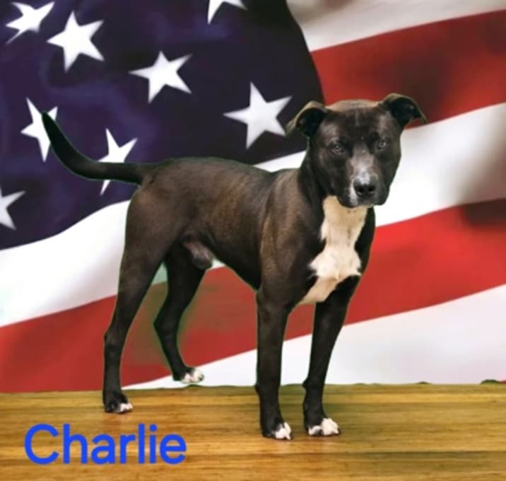 Photo of Charlie