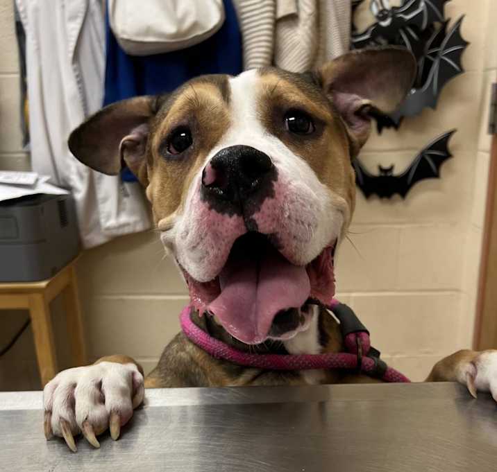 Photo of Cateleya $199