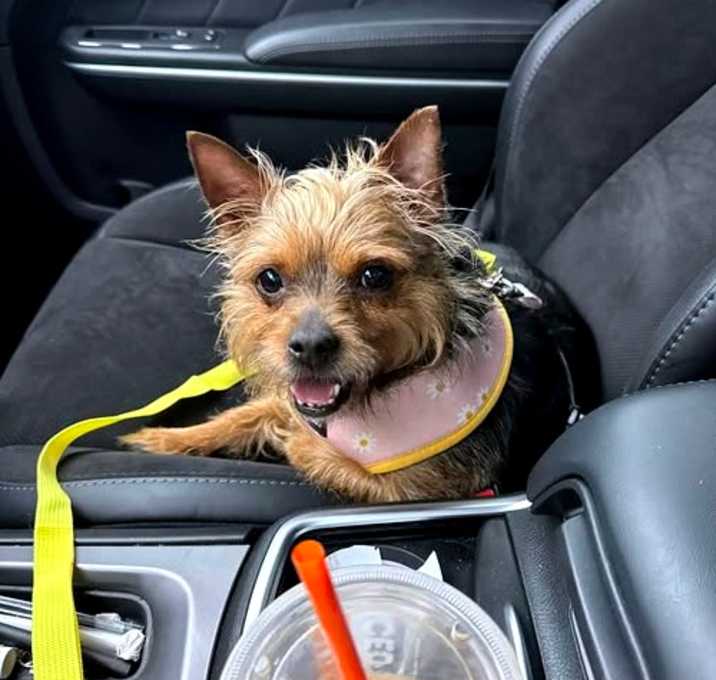 Photo of Ashley (In foster)