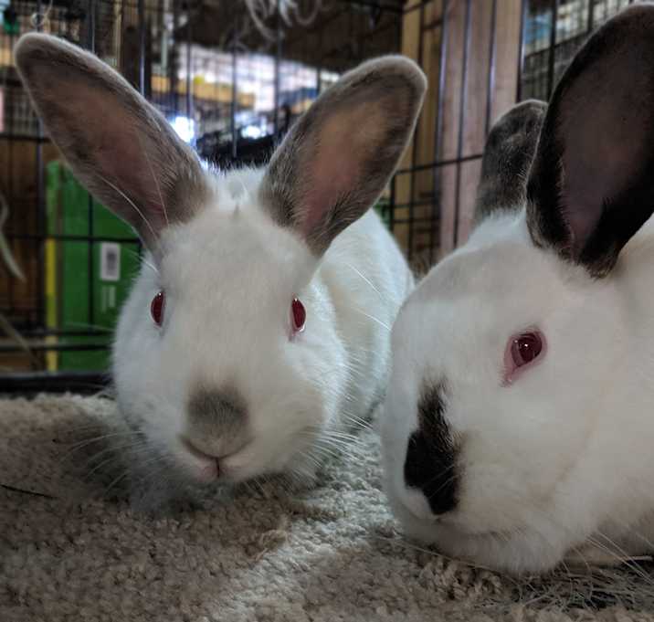 Photo of Snow White and Figment