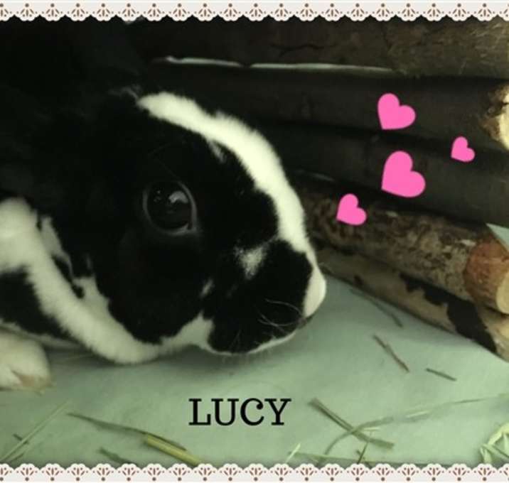 Photo of Lucy