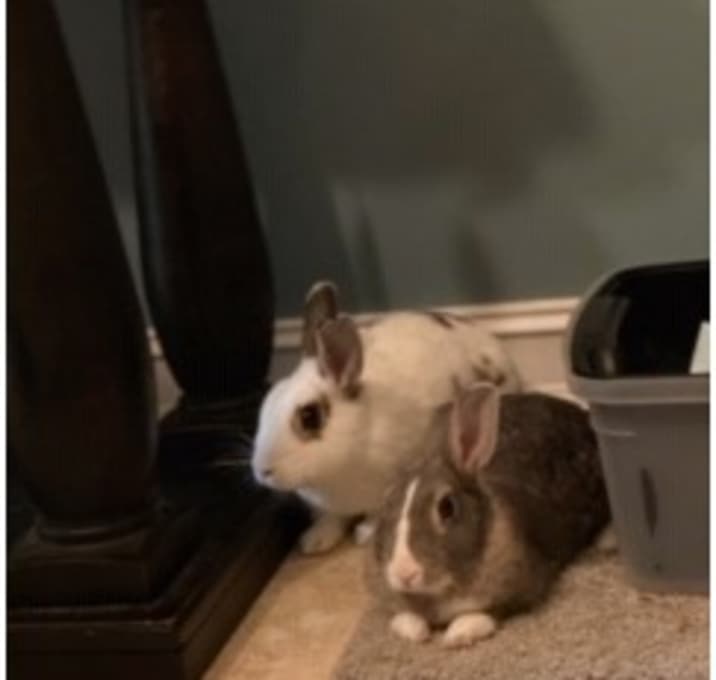 Photo of Lilly and Laney