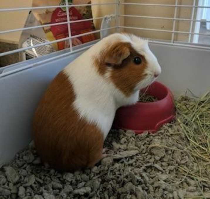 Photo of Ginger Rose