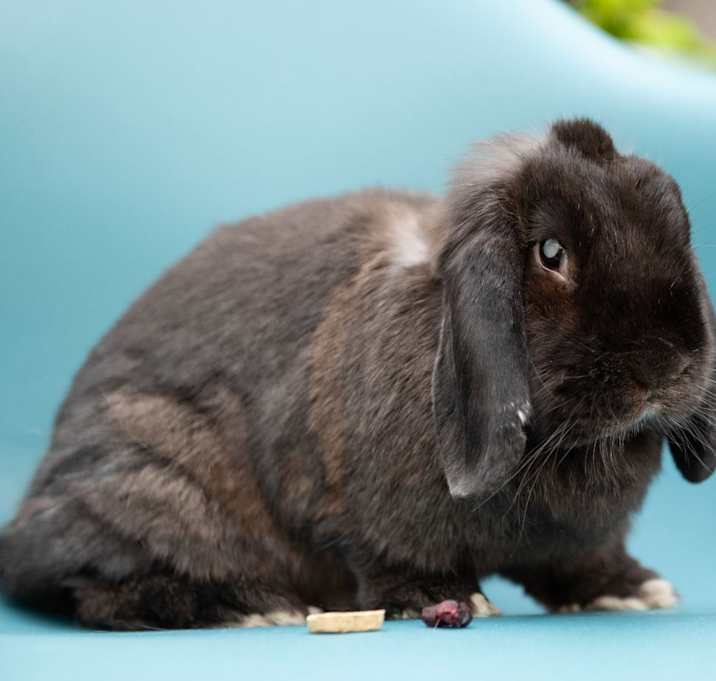 Photo of Truffle
