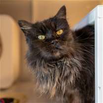 Thumbnail photo of Salem Luna #1