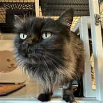 Thumbnail photo of Salem Luna #2