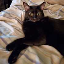 Thumbnail photo of Sammie #1
