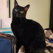 Thumbnail photo of Sammie #2