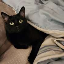 Thumbnail photo of Sammie #3