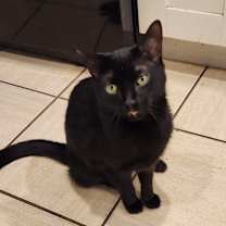 Thumbnail photo of Sammie #4