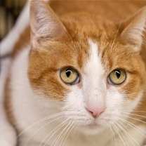 Thumbnail photo of Tiger #1