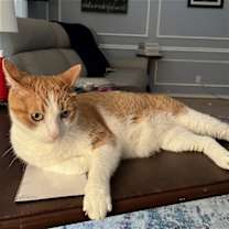 Thumbnail photo of Tiger #2