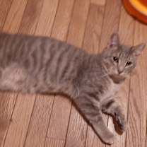 Thumbnail photo of Frankie #1