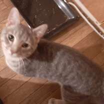 Thumbnail photo of Frankie #2