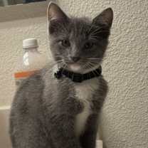 Thumbnail photo of Silver Star #1