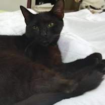 Thumbnail photo of Amana #2