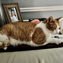 Thumbnail photo of Tiger #3
