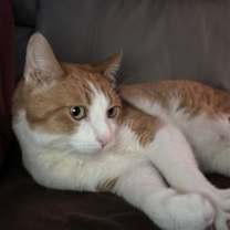 Thumbnail photo of Tiger #4