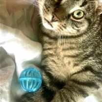 Thumbnail photo of Leo #3