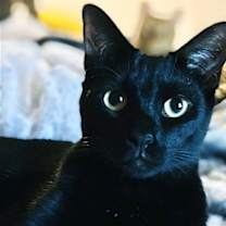 Thumbnail photo of Soari #1