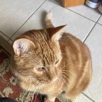 Thumbnail photo of Blu #2