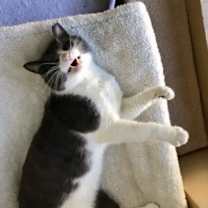 Thumbnail photo of Sprinkles #4