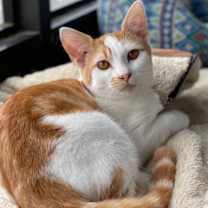 Thumbnail photo of Bogie #1