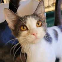 Thumbnail photo of Octavia #1
