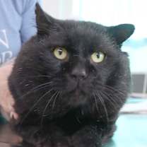 Thumbnail photo of Bubs #1