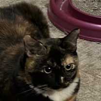 Thumbnail photo of Pica #1