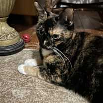 Thumbnail photo of Pica #2