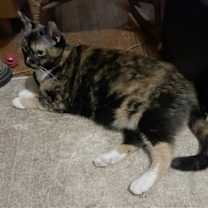 Thumbnail photo of Pica #3