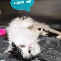 Thumbnail photo of Bramble #1