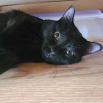 Thumbnail photo of Binky #3