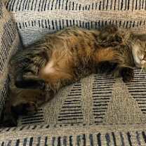 Thumbnail photo of Miss Kitty #1