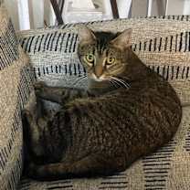 Thumbnail photo of Miss Kitty #2