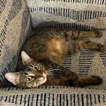 Thumbnail photo of Miss Kitty #3