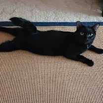 Thumbnail photo of Binky #1