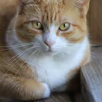 Thumbnail photo of Buttercup #1