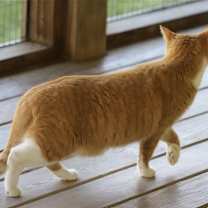 Thumbnail photo of Buttercup #2