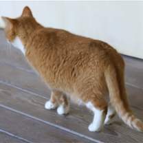Thumbnail photo of Buttercup #3