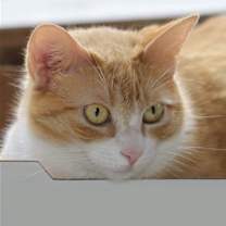 Thumbnail photo of Buttercup #4