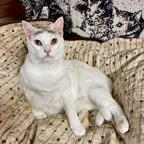 Thumbnail photo of Cotton #1