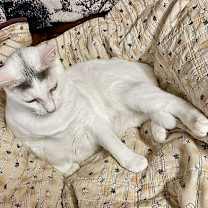 Thumbnail photo of Cotton #2