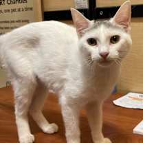 Thumbnail photo of Cotton #3